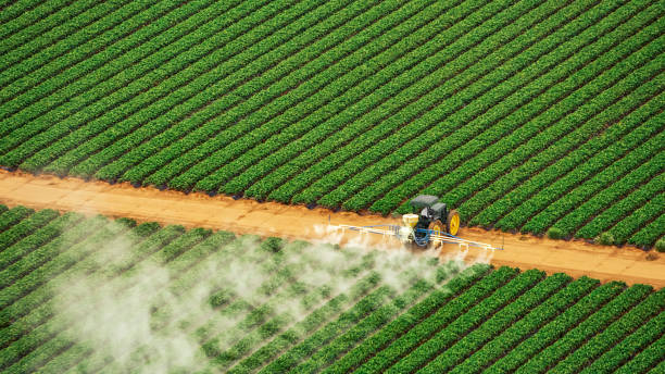 Best Pest Removal Services  in White Oak, TX