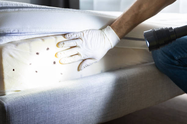 Best Exterminator Services  in White Oak, TX