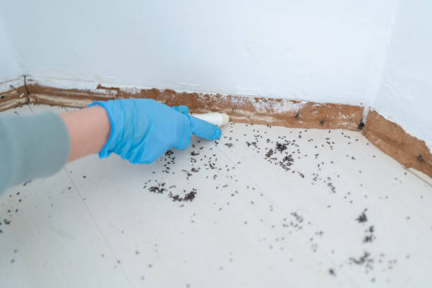 Pest Control for Restaurants in White Oak, TX