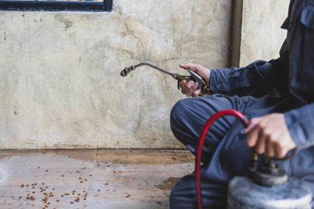 Best Affordable Pest Control Services  in White Oak, TX